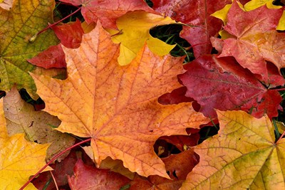 Leave the Leaves!