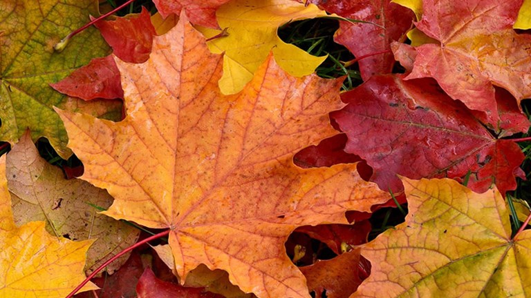 Fall Yard Waste Collection