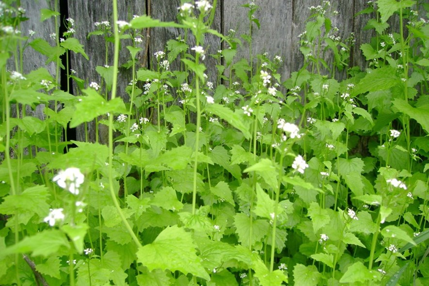 May tip from your EAC - Pull that Garlic Mustard!