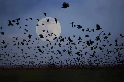 New Britain Township Supports Lights Out for Migrating Birds