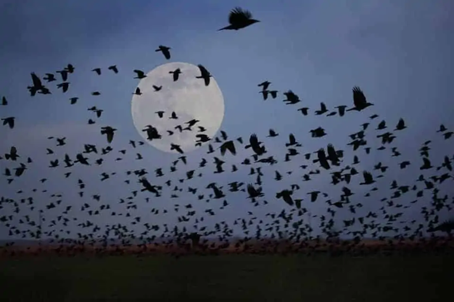 New Britain Township Supports Lights Out for Migrating Birds