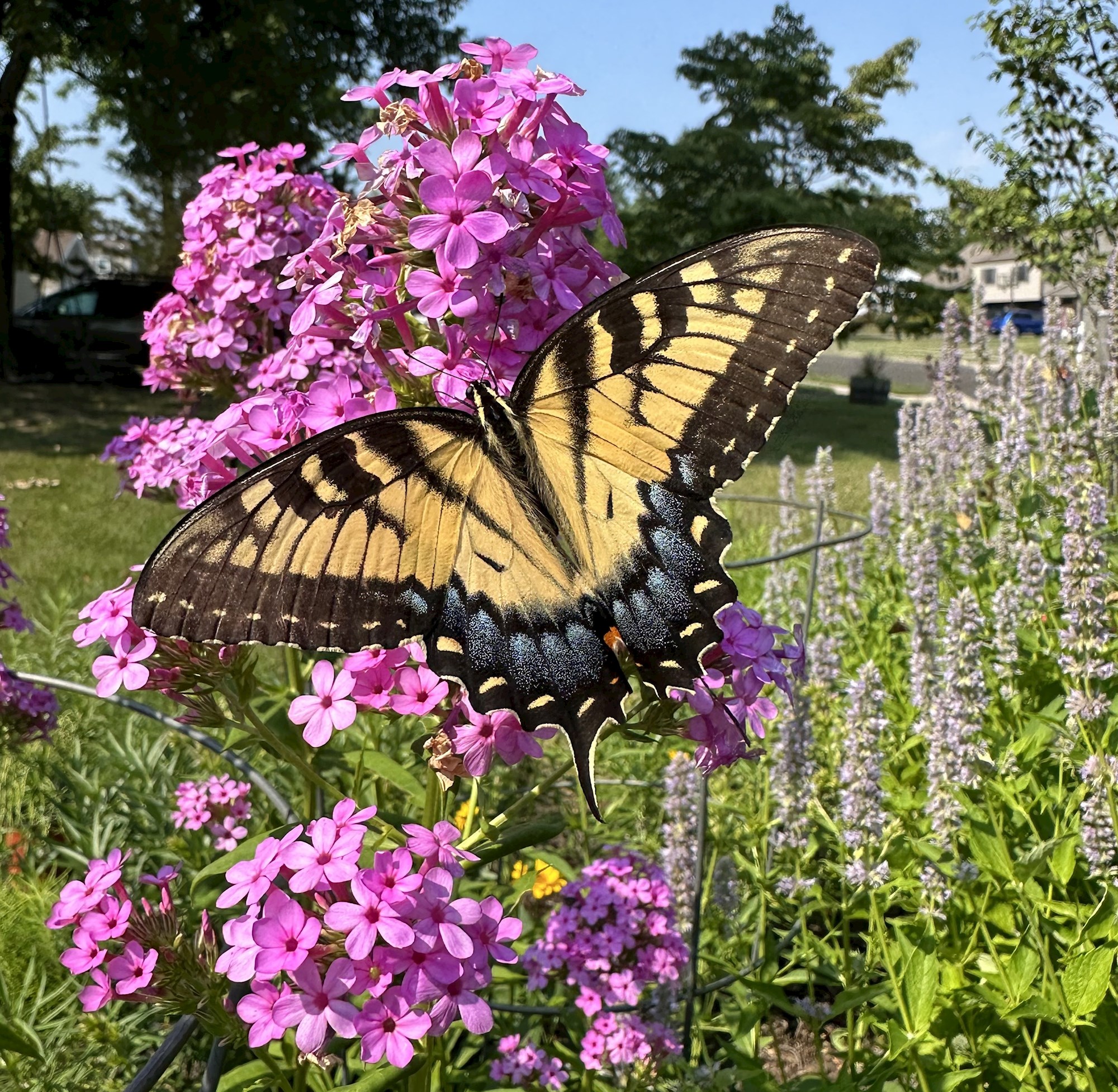Imported Praying Mantis - A PROBLEM for your butterfly friends!