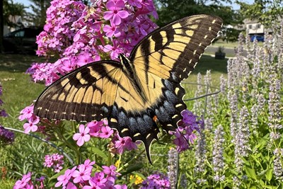 Imported Praying Mantis - A PROBLEM for your butterfly friends!