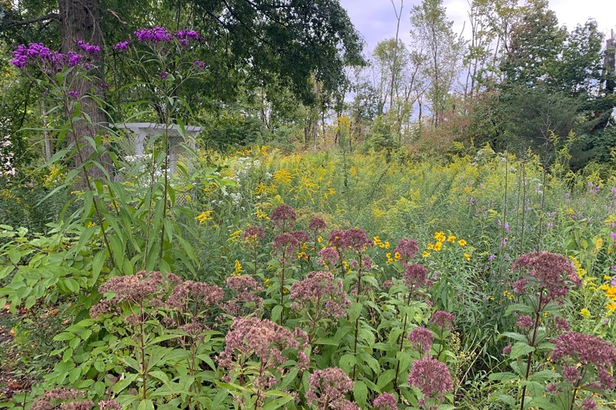Native Plant Demonstration Hosted By Our EAC!